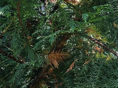 browning needles in cypress tree