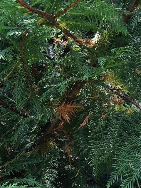 browning needles in Leyland cypress tree