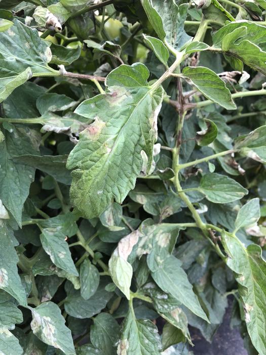 Late blight on tomato leaf