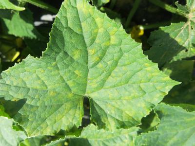 Cucurbit leaf with yellow mosaic mottling and prominent veins