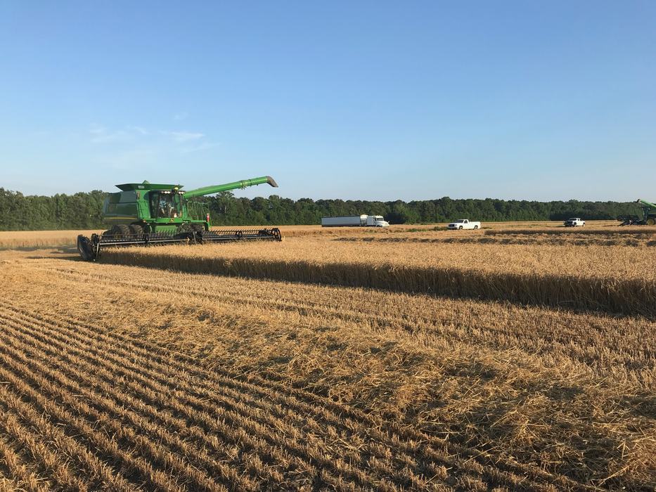 Perquimans County Wheat Yield Contest Plot