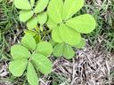 Green compound-leaf seedling with oval leaflets among green and dry grass