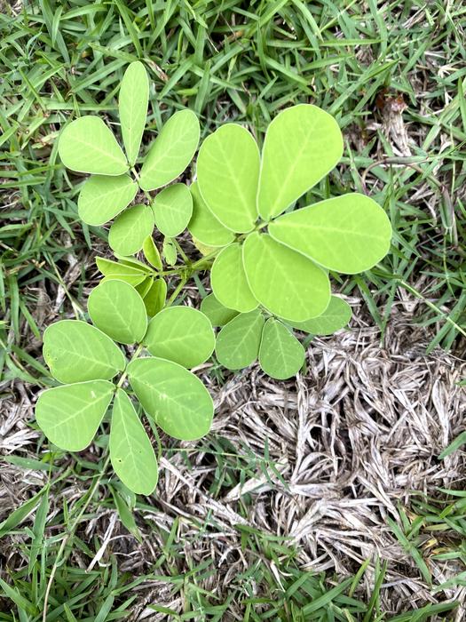 Green sicklepod plant with leaves