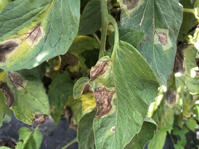 Late blight on tomato