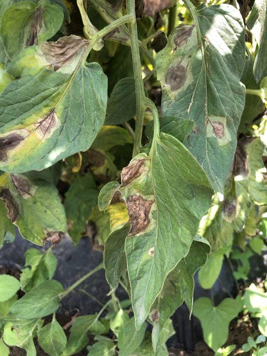 Late blight on tomato