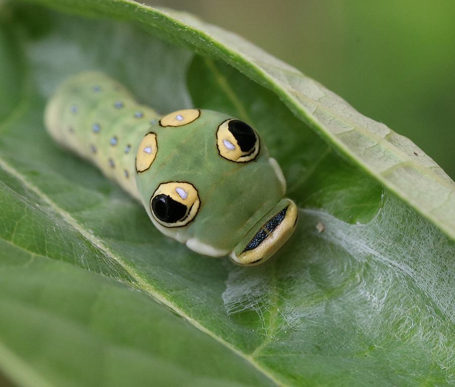 Spicebush swallowtail caterpillar on spicebush