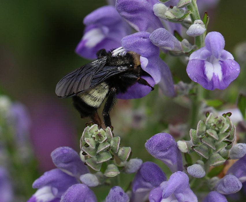 Bee on a flower