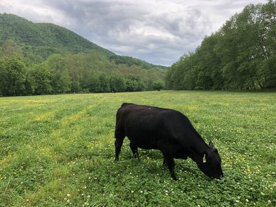 Cow in field