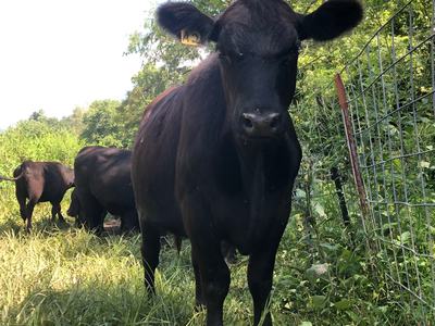 Black cow facing camera in grassy pasture near wire fence, ear tag "42"