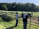 Two people leaning on a metal gate, looking at cows in a grassy pasture