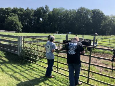 Two people leaning on a metal gate, looking at cows in a grassy pasture