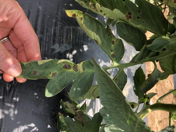 photo credit: Inga Meadows Caption- Symptoms of early blight can be seen with Lesions developing on lower leaves as small, brownish-black spots.
