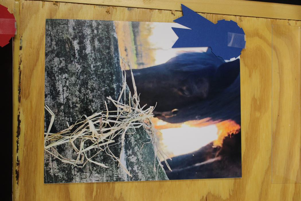 Photo of a horse eating