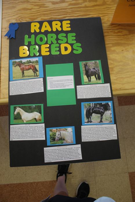 Rare horse breed poster project