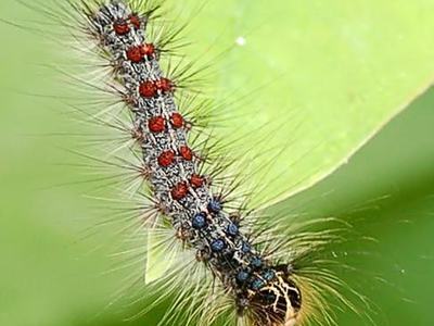 Hairy caterpillar with red and blue spots crawling on a green leaf