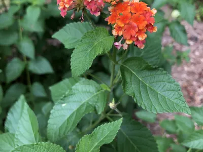 Miss Huff Lantana