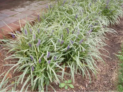 Liriope