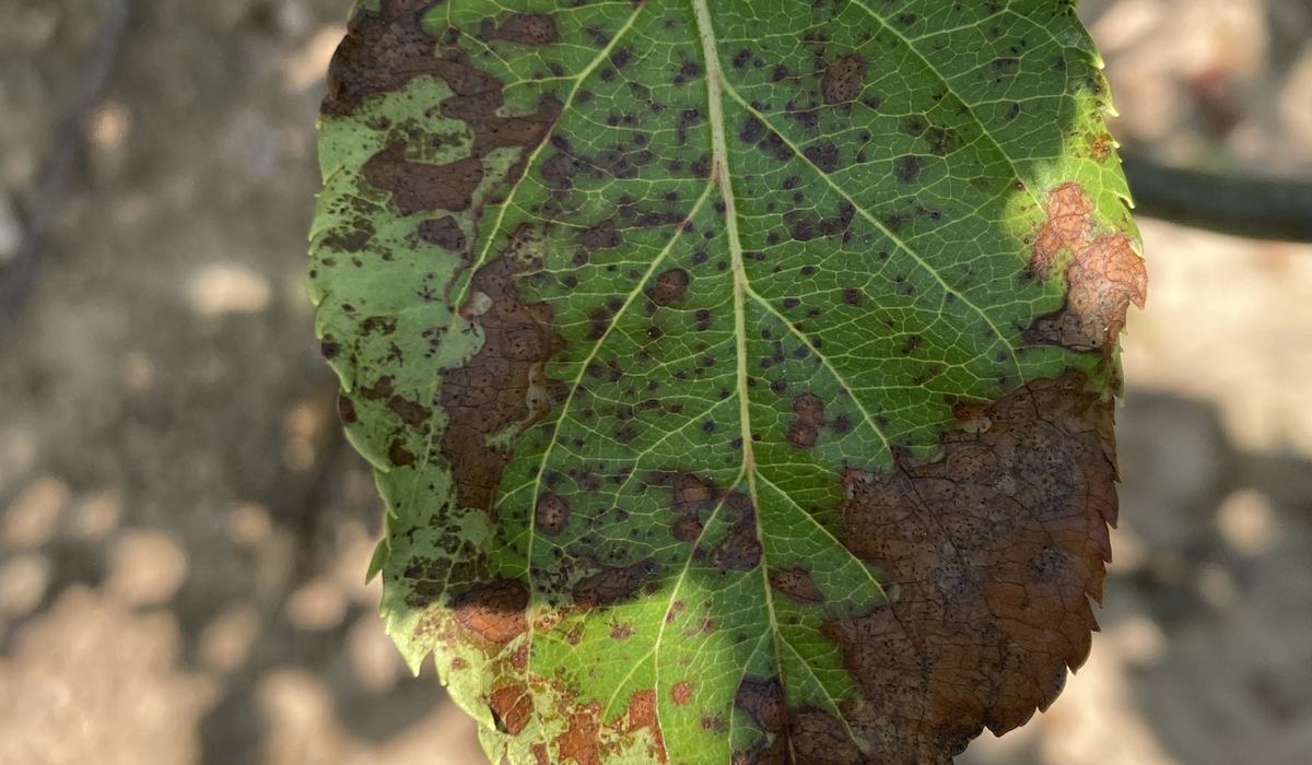 Apple Disease Update: Week of July 26, 2021 - Southern Appalachian ...