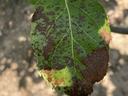 Marssonina leaf blotch apple