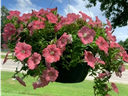 Black hanging basket of pink petunia flowers with lawn and cloudy sky background