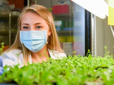 Female scientist at NC State University conducts research with plants while wearing a face mask.