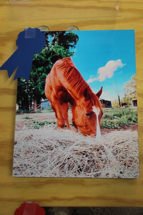 Photo of a horse grazing