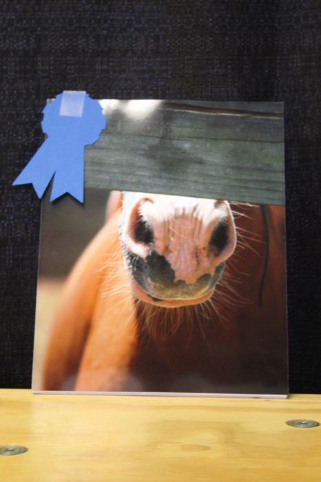 Photo of a horse nose