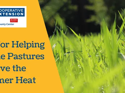 Tips for Helping Fescue Pastures Survive the Summer Heat