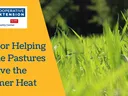 Tips for Helping Fescue Pastures Survive the Summer Heat