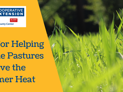 Tips for Helping Fescue Pastures Survive the Summer Heat