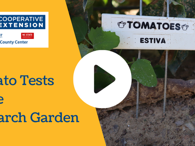 Research Garden Test: Tomato Varieties