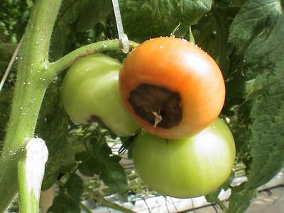 Blossom end rot on tomatoes