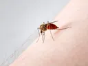 Mosquito