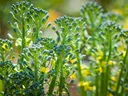 Garden broccoli