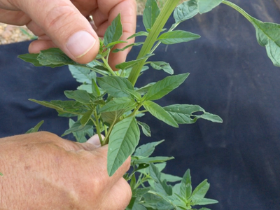 Two hands holding and inspecting a green plant stem with elongated leaves