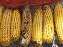 Eight yellow corn cobs on a metal grate; one cob has discolored, moldy kernels