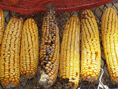 Eight yellow corn cobs on a metal grate; one cob has discolored, moldy kernels