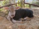 Calf