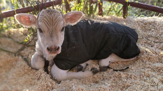Calf
