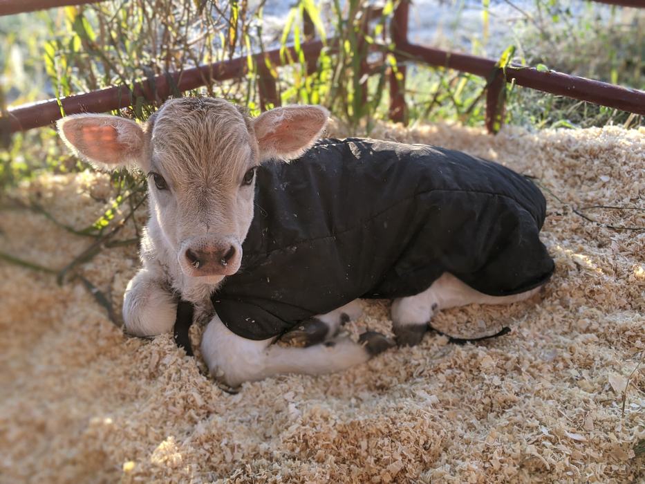 Calf