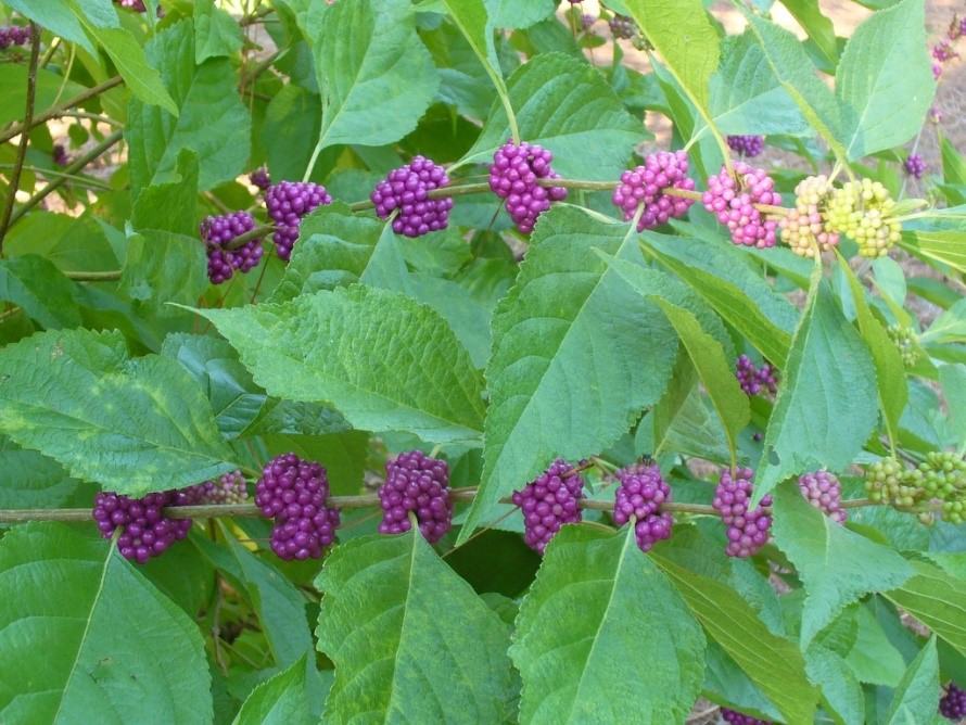 image of beautyberry