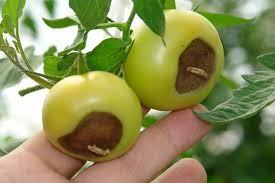 image of a tomato with blossom end rot