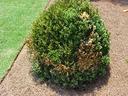 boxwood root rot