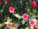 Camellia japonica