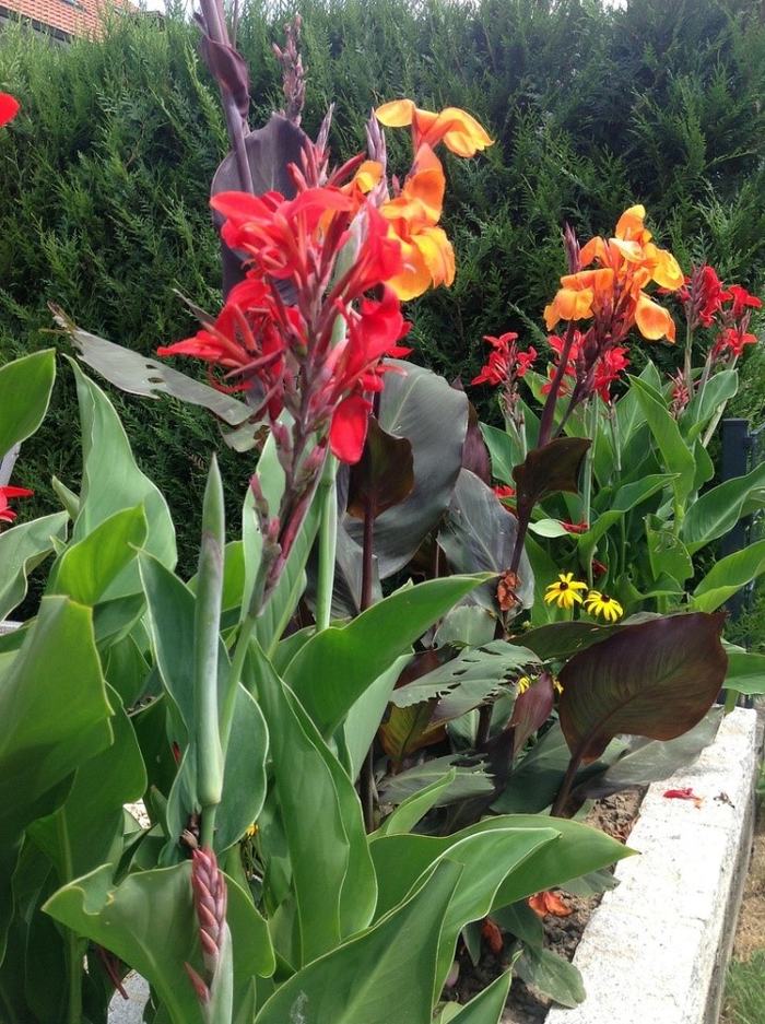 image of canna lily