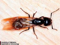 Black Ant with wings