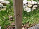 carpenter bee nest in a wooden post