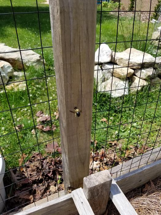 carpenter bee nest in a wooden post 