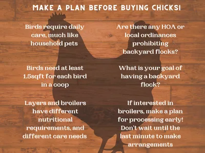 chicken psot