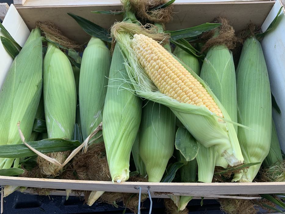fresh sweet corn